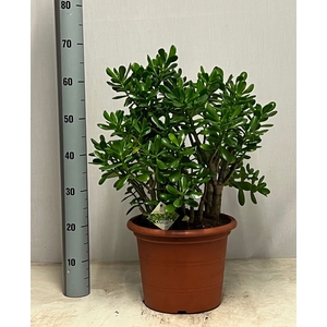 CRASS OVATA