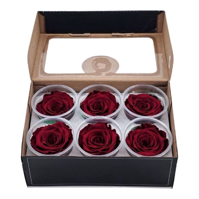 <h4>Rosa Preserved Xl Red 02</h4>