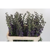 Aconitum Napellus