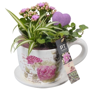 Arr.    Planten  L%