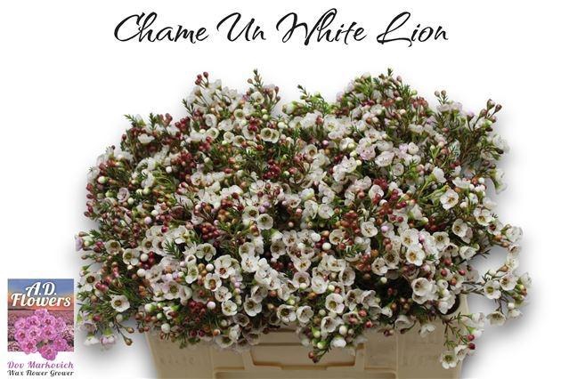 <h4>CHAME UN WHITE LION</h4>