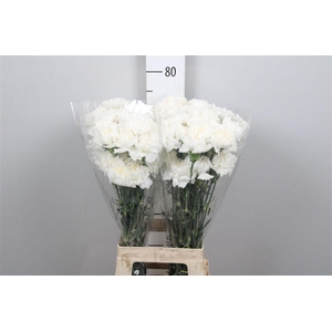 Di St Moonlight White