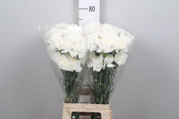 <h4>Di St Moonlight White</h4>
