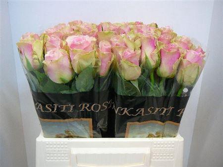 <h4>R Gr Belle Rose</h4>