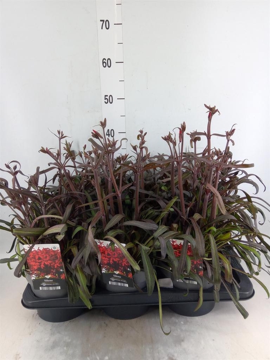 <h4>Silene   ...</h4>