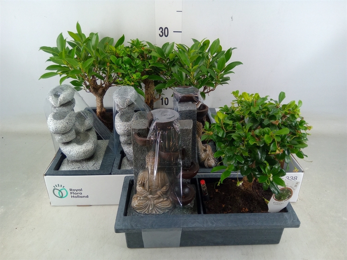 <h4>Bonsai   ...mix</h4>