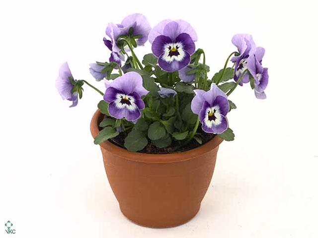 Viola cornuta Marina