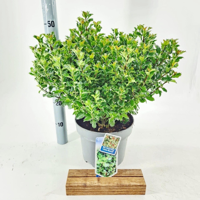 <h4>Ilex meserveae</h4>