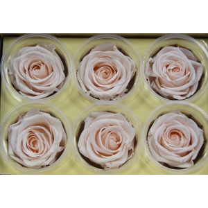 R Prs Pink Porcelain Fascinating