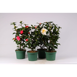Camellia mixlaag
