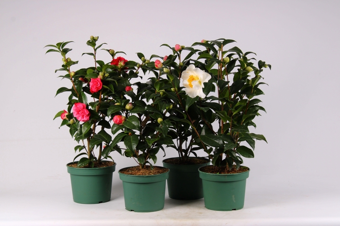 Camellia mixlaag
