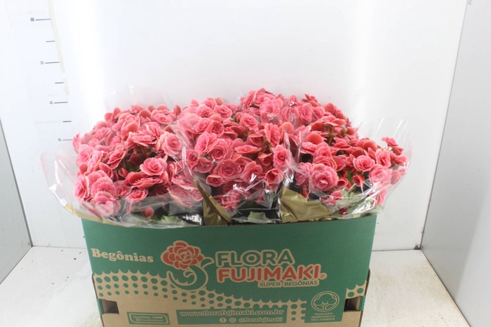 <h4>BEGONIA BORIAS P15</h4>