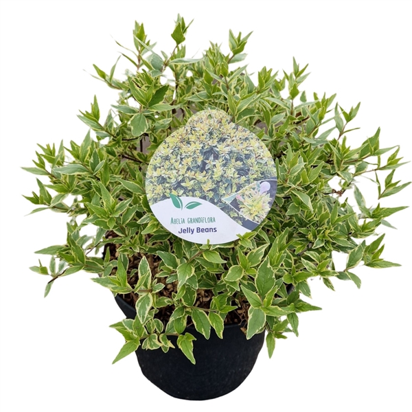 <h4>Abelia grand. 'Jelly Beans'</h4>