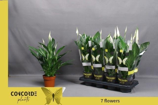 <h4>SPATH PICO CUPIDO</h4>