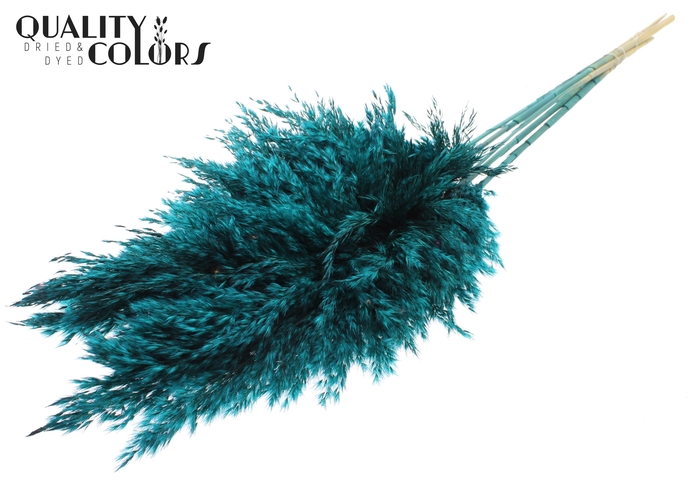 Pampas Grass 100cm 5st/bunch Turquoise