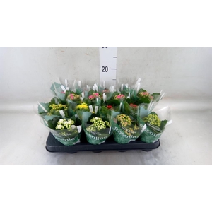 Kalanchoe blos. 'Rosalina'  ..mix 6