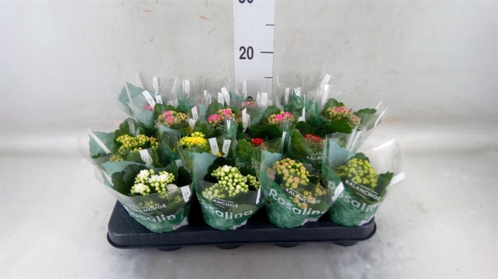 <h4>Kalanchoe blos. 'Rosalina'  ..mix 6</h4>