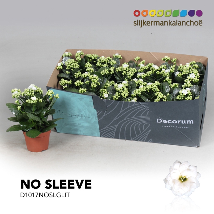 <h4>Kalanchoe No Sleeve - White with glitter - kerst</h4>