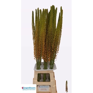 EREMURUS PINOKKIO
