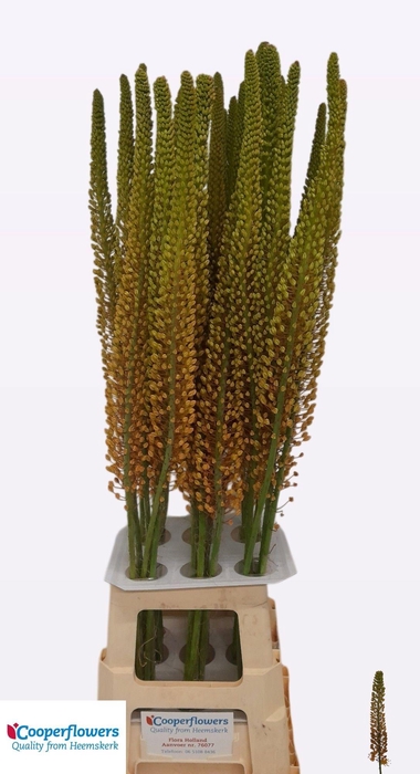 <h4>EREMURUS PINOKKIO</h4>