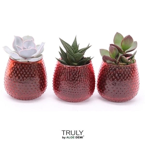 TRULY Succulent, Orange Dots glass