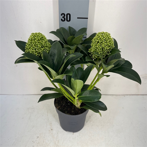 <h4>Skimmia White Globe 2-3</h4>