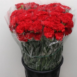 Di St Arona Red