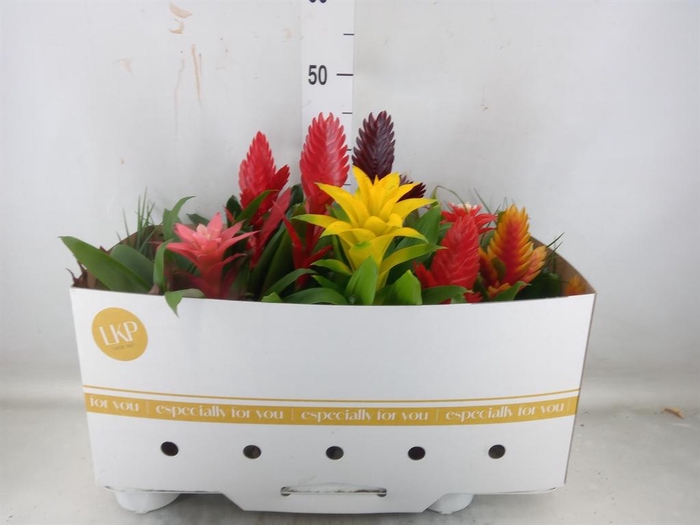 <h4>Bromelia   ...mix</h4>