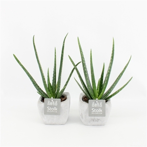 Aloe Vera 10,5 in vierkant stone pot