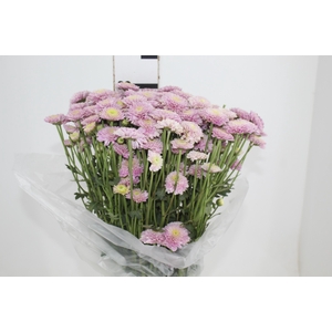 CRISANTEMO SANTINI MARIELLE 080 CM