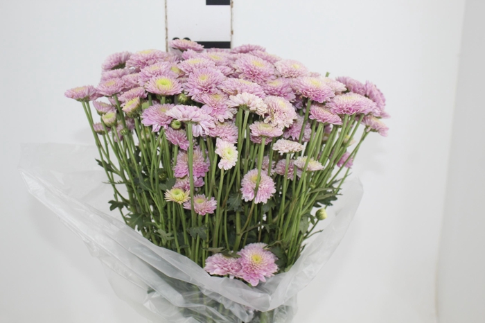 <h4>CRISANTEMO SANTINI MARIELLE 080 CM</h4>