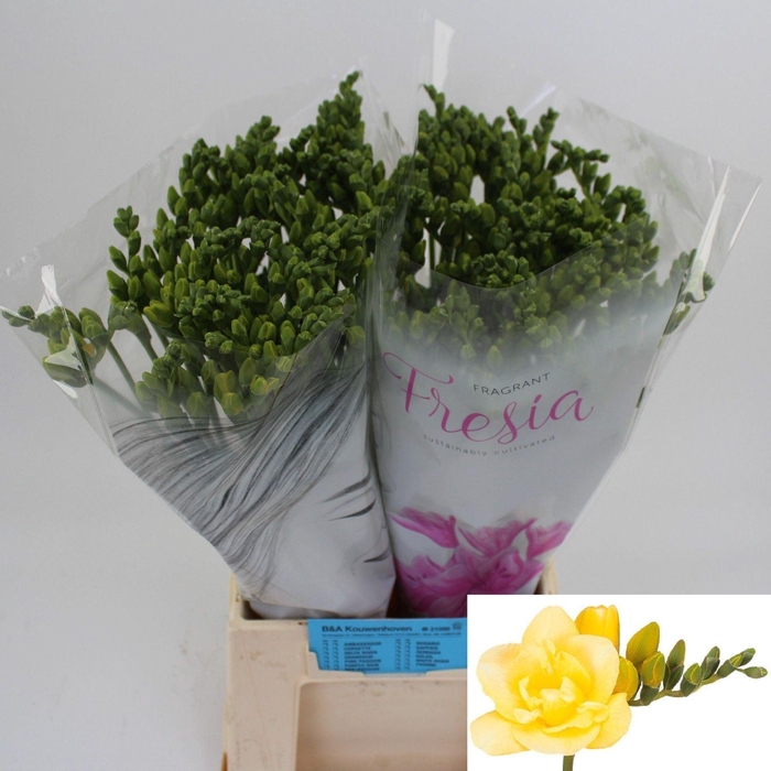 <h4>Freesia du Grandeur</h4>