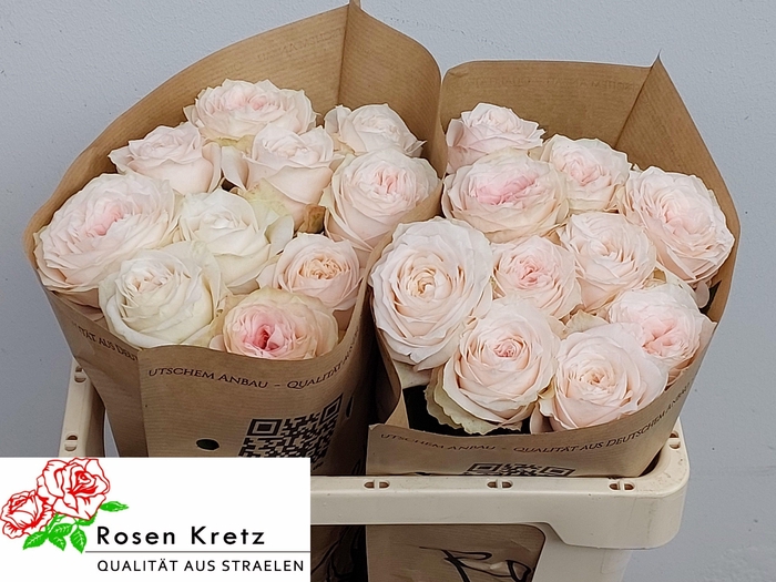 <h4>R GR SUNDERLAND!</h4>