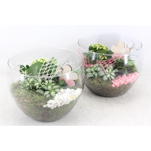 Arr2 Mb - Glas Schaal Hoog X2 - Roze/wit