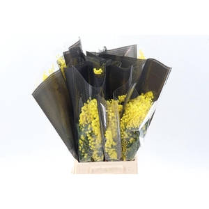 Acacia Baileya Bl Bs