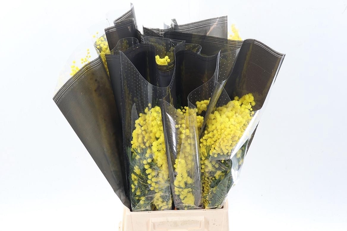 <h4>Acacia Baileya Bl Bs</h4>