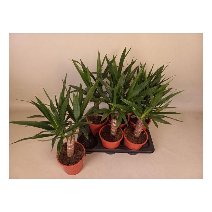 <h4>Yuc Elephantipes</h4>