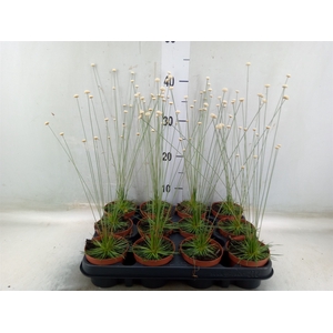 Synchonanthus  'Mikado'