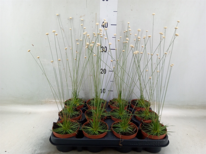<h4>Synchonanthus  'Mikado'</h4>
