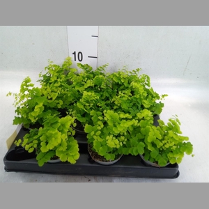 Adiantum raddi. 'Fritz-Luthi'