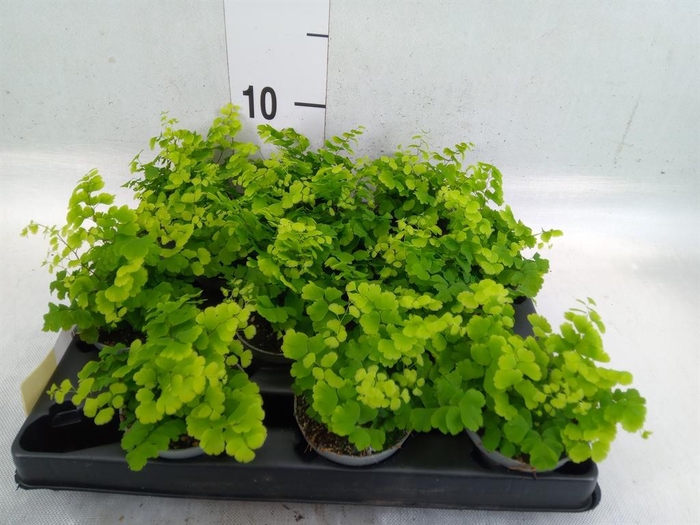 <h4>Adiantum raddi. 'Fritz-Luthi'</h4>