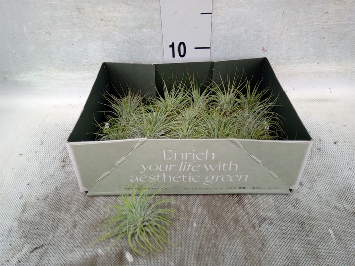 <h4>Tillandsia</h4>