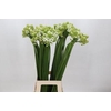 Ornithogalum Saundersiae