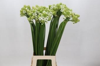 <h4>Ornithogalum Saundersiae</h4>