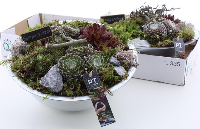 <h4>ARR SEMPERVIVUM</h4>