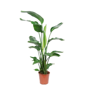 Strelitzia Nicolai
