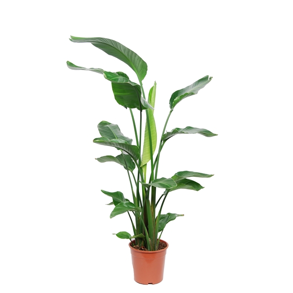 <h4>Strelitzia Nicolai 3 PP (No flower) P24 100-120cm</h4>