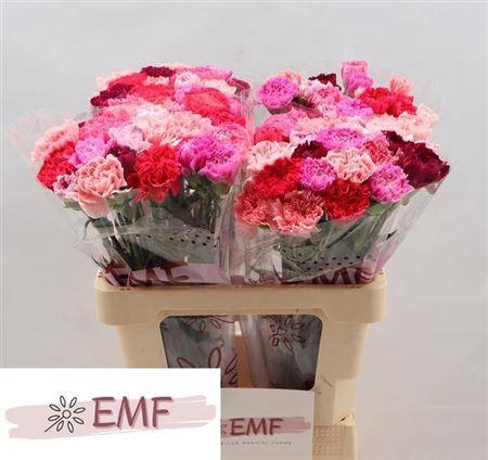 <h4>Di St Gem In Bos (hotpink)</h4>