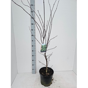 Acer palmatum Osakazuki