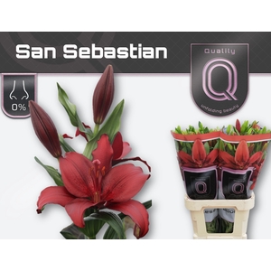 LI LA SAN SEBASTIAN 2pit